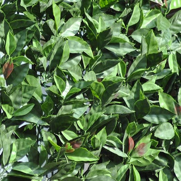 TENAX Divy 3D Plus Photinia 1,00x3 m Grün-Rot, Synthetische Hecke aus Photiniablättern auf Kunststoffgitter, Abschirmung von Gärten, Balkonen und Terrassen